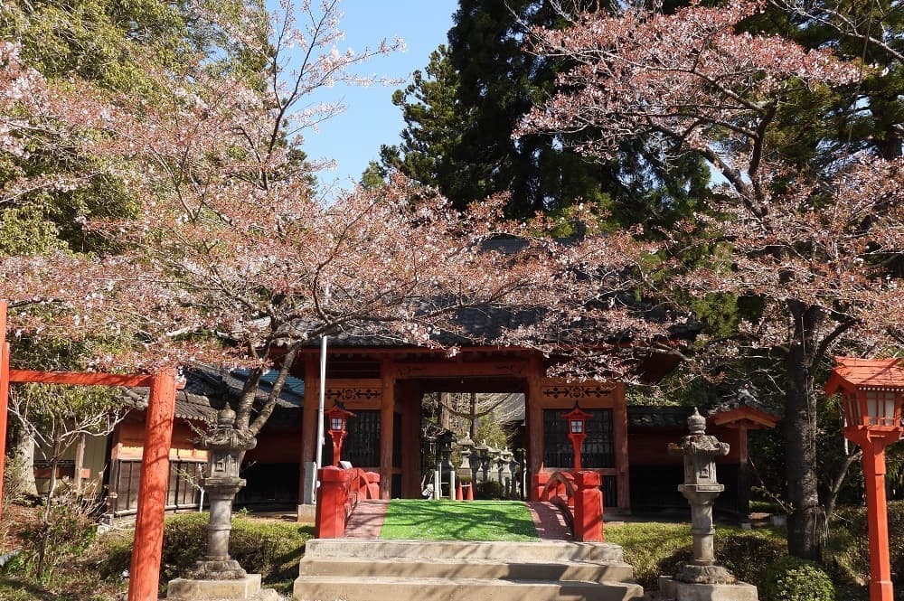 涼ヶ岡八幡神社 随身門 桜