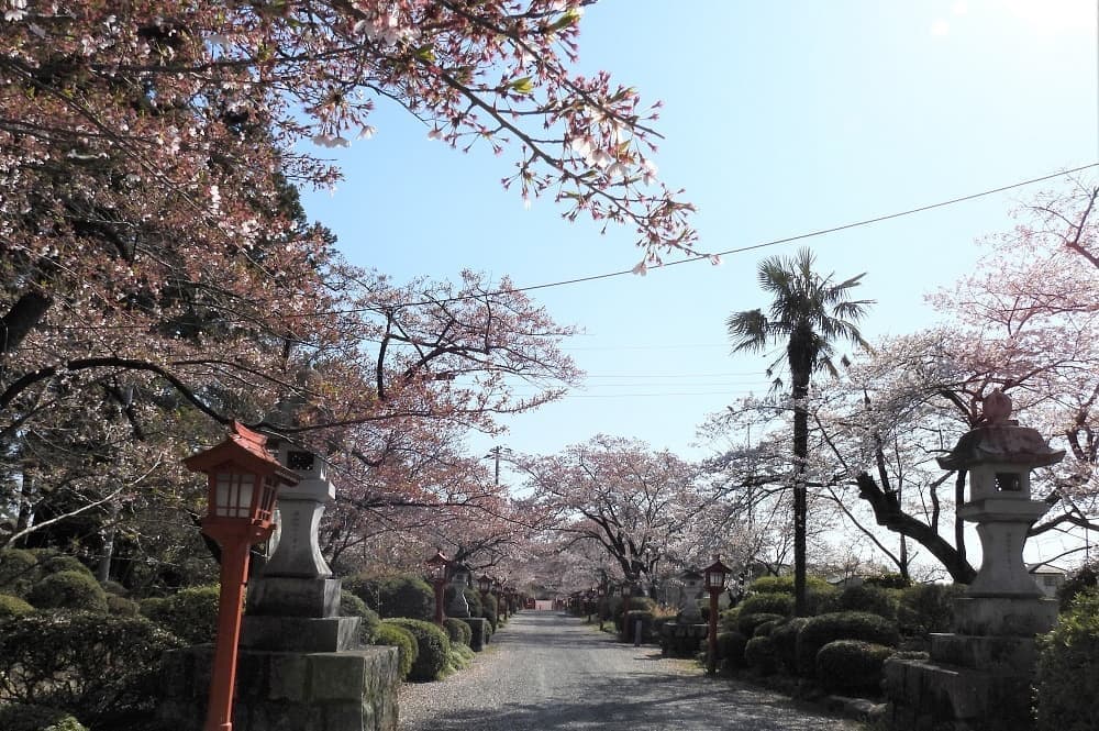 涼ヶ岡八幡神社　参道　桜　