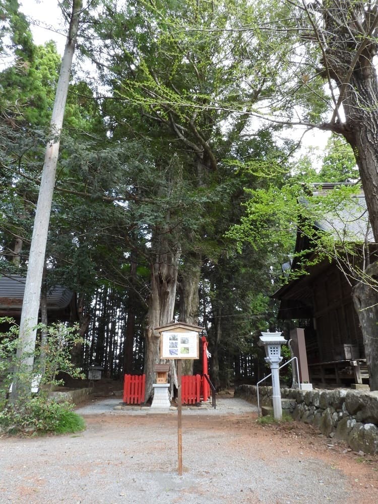 涼ヶ岡八幡神社　縁結びのカヤ　絶滅危惧　マツラン