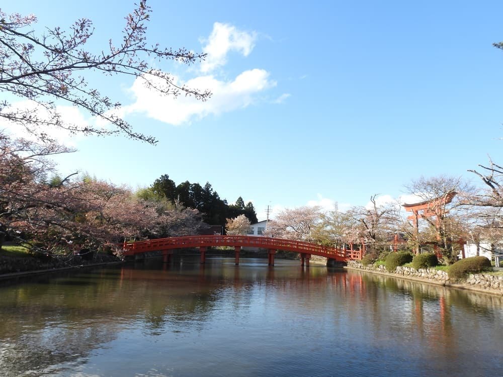涼ヶ岡八幡神社　放生池　桜　