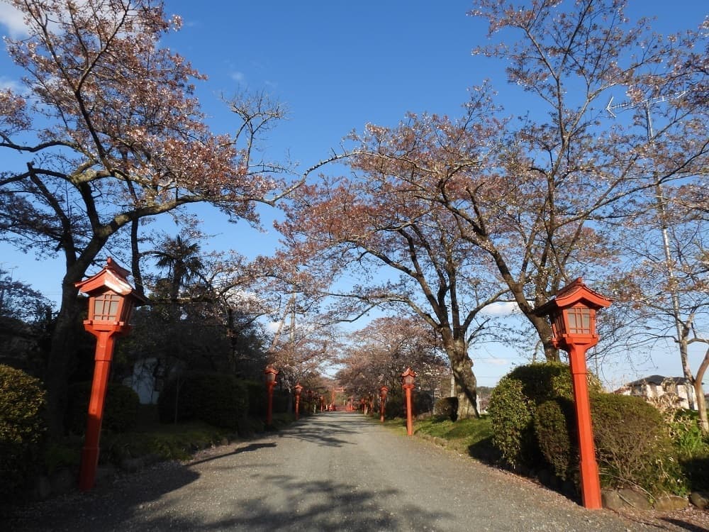 涼ヶ岡八幡神社 参道 桜
