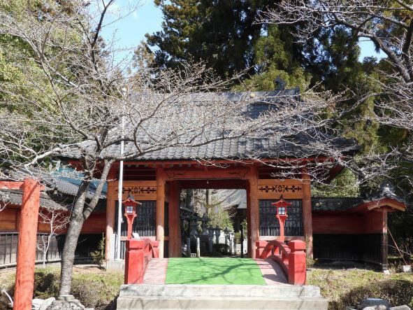 涼ヶ岡八幡神社 参道 桜 開花情報