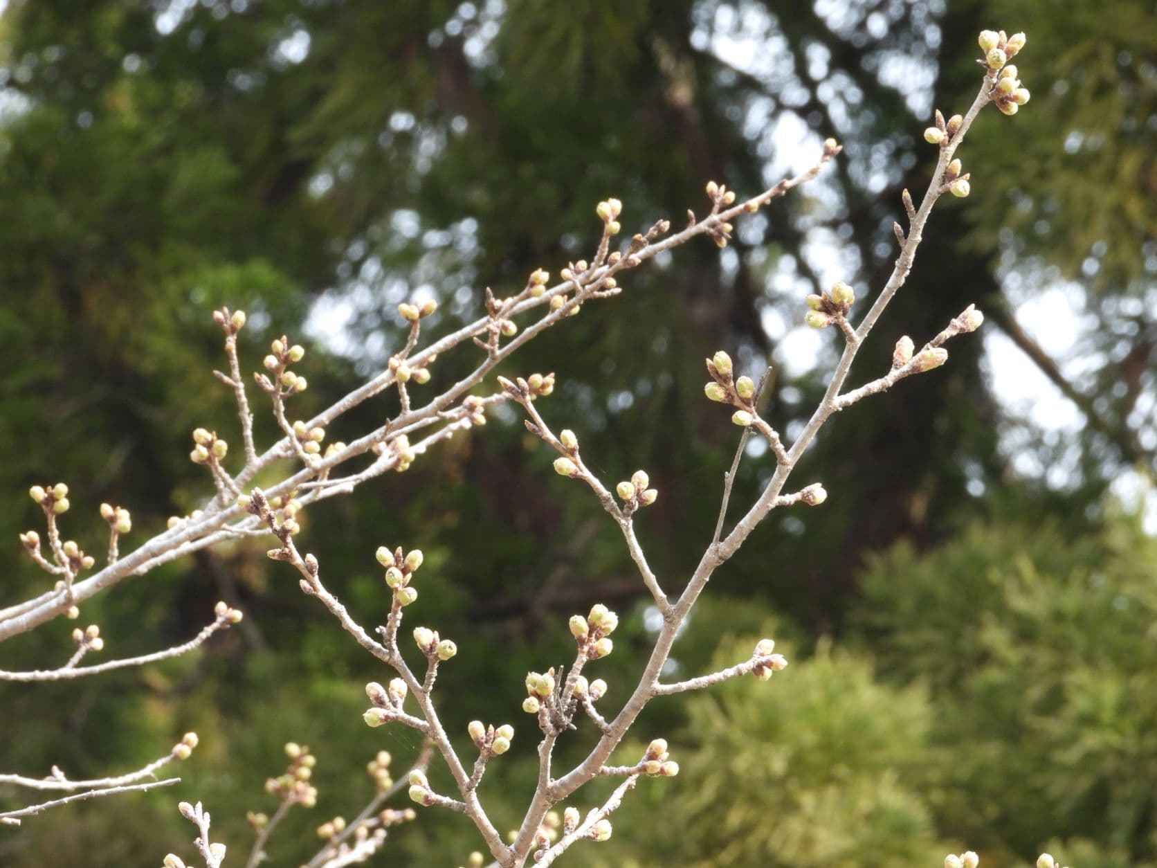 涼ヶ岡八幡神社 参道 桜 開花情報