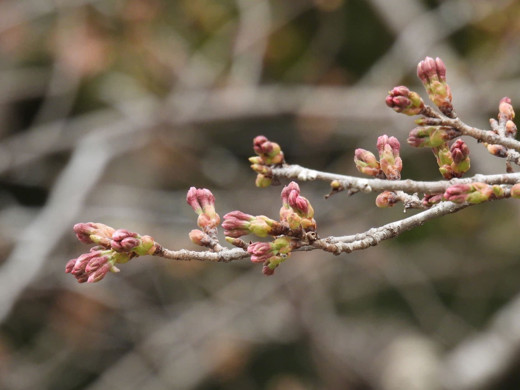 涼ヶ岡八幡神社 桜 開花情報