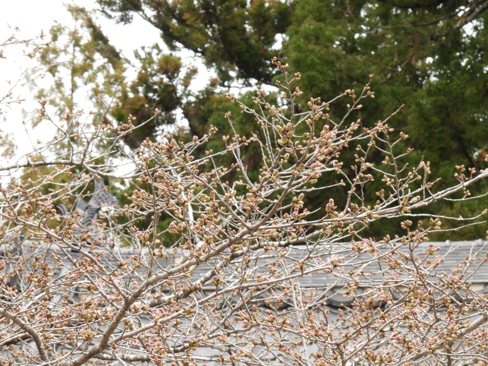 涼ヶ岡八幡神社 随身門 桜