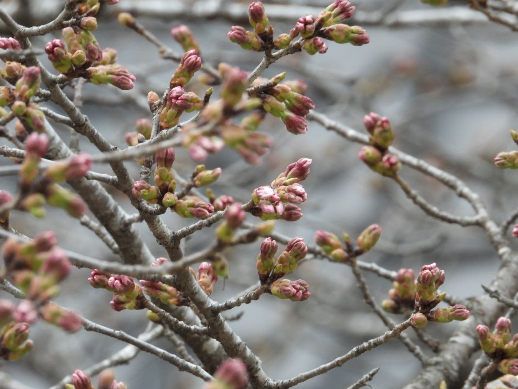 涼ヶ岡八幡神社 桜 開花情報