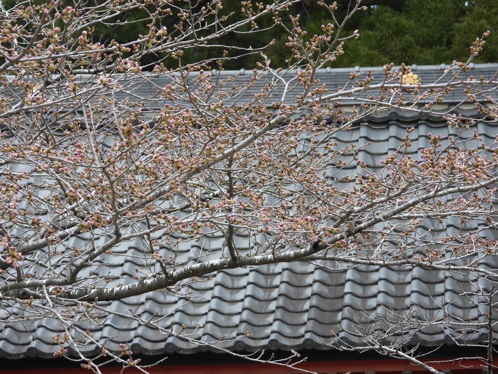 涼ヶ岡八幡神社 随身門 桜