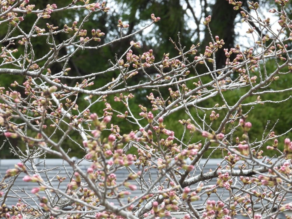 涼ヶ岡八幡神社 随身門 桜