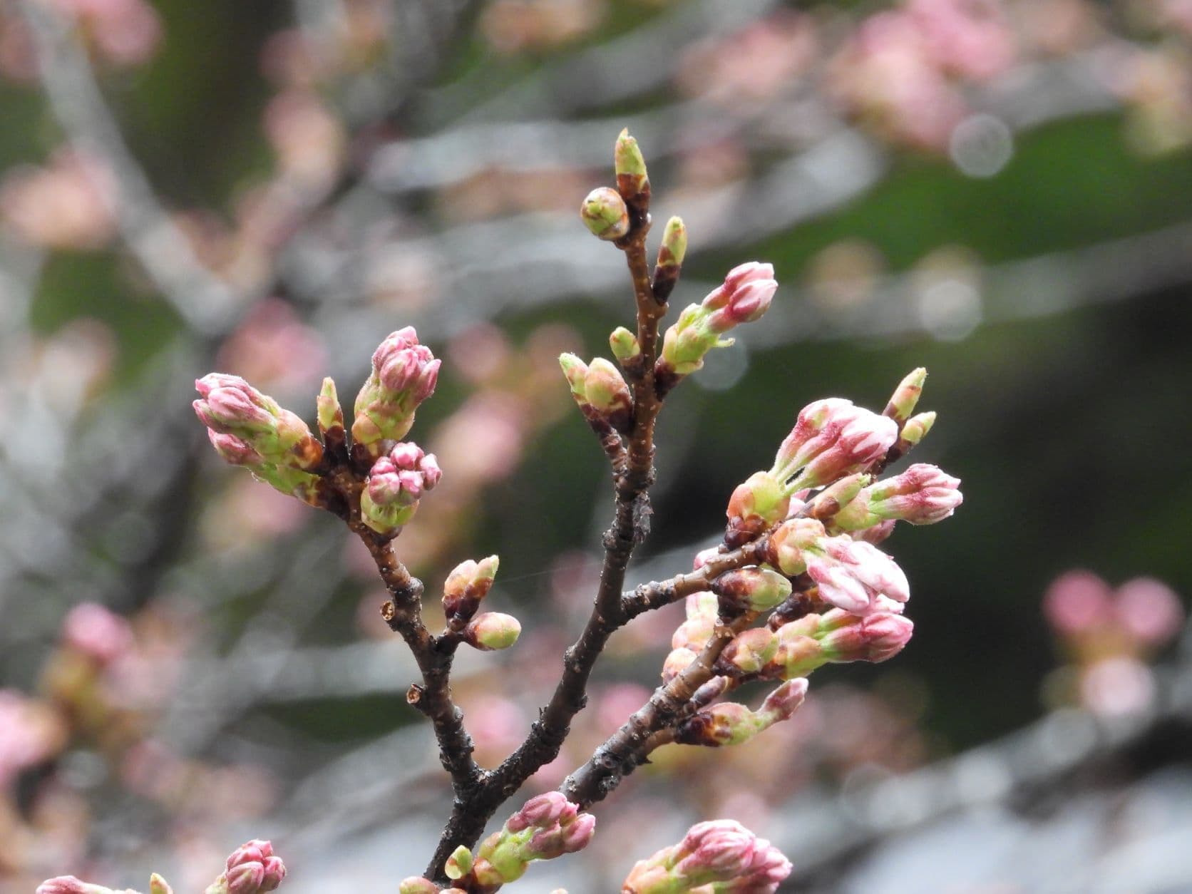 涼ヶ岡八幡神社 桜 開花情報