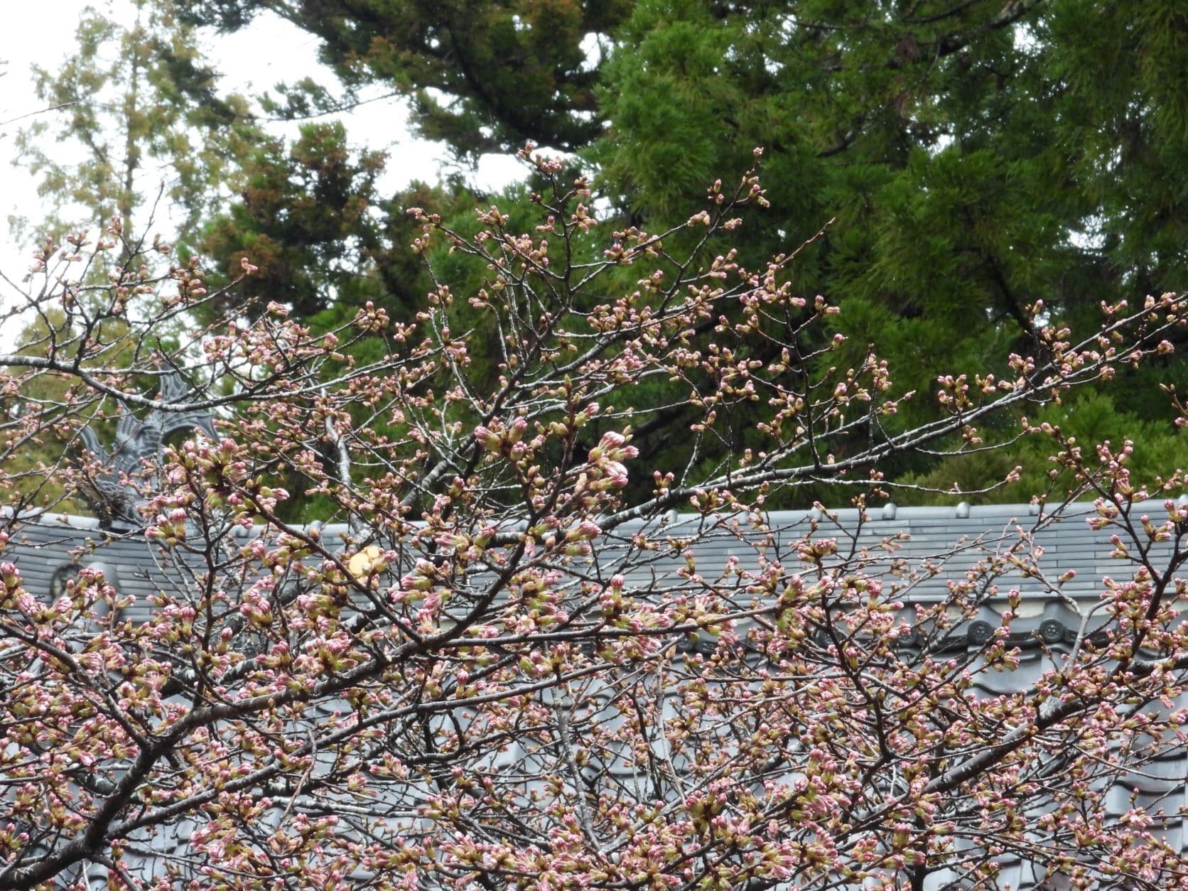 涼ヶ岡八幡神社 随身門 桜