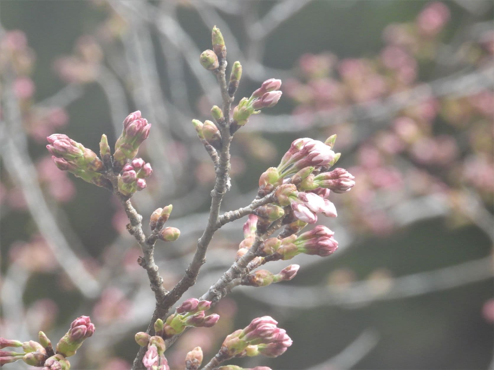 涼ヶ岡八幡神社 桜 開花情報