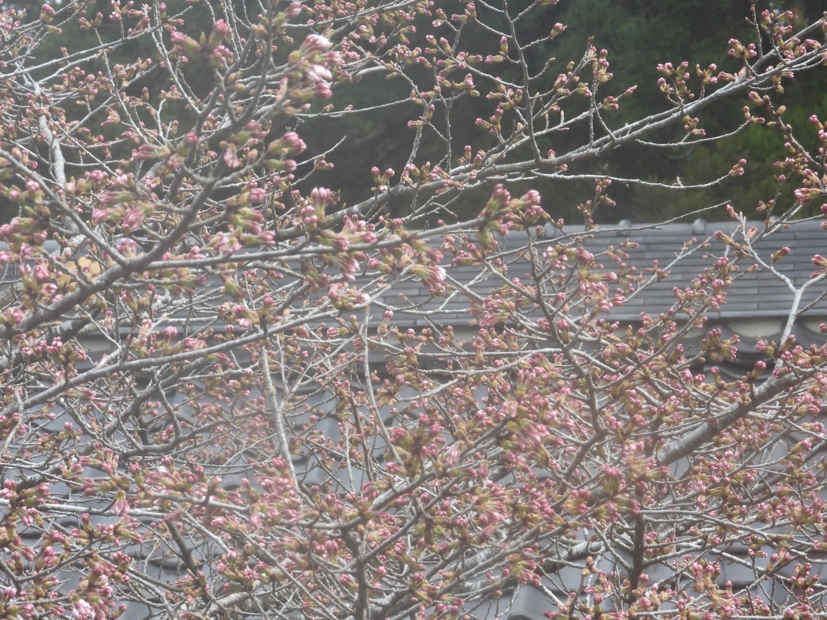 涼ヶ岡八幡神社 随身門 桜