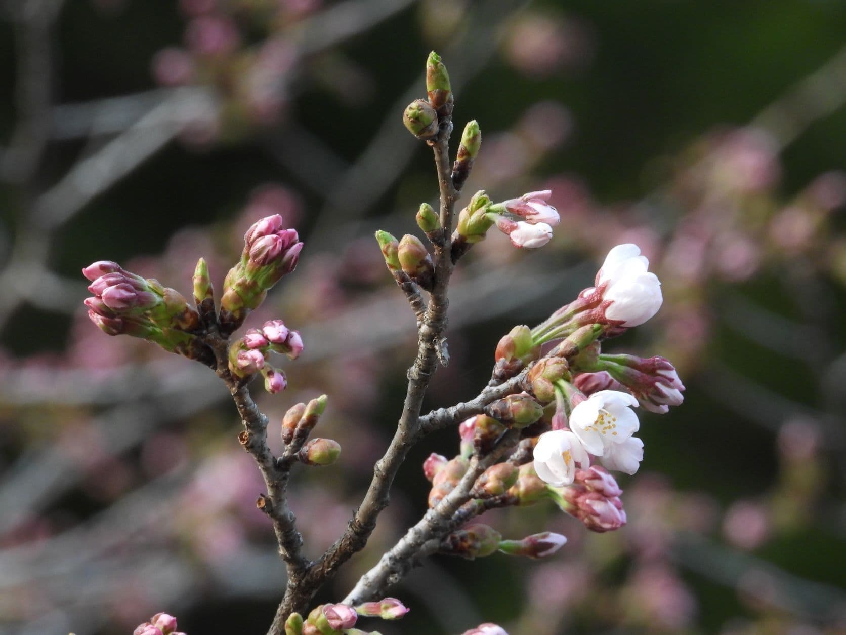 涼ヶ岡八幡神社 桜 開花情報