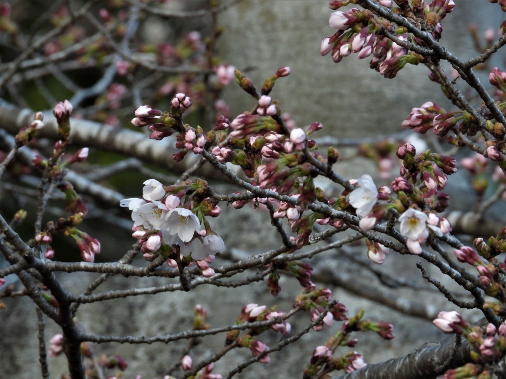 涼ヶ岡八幡神社 随身門 桜