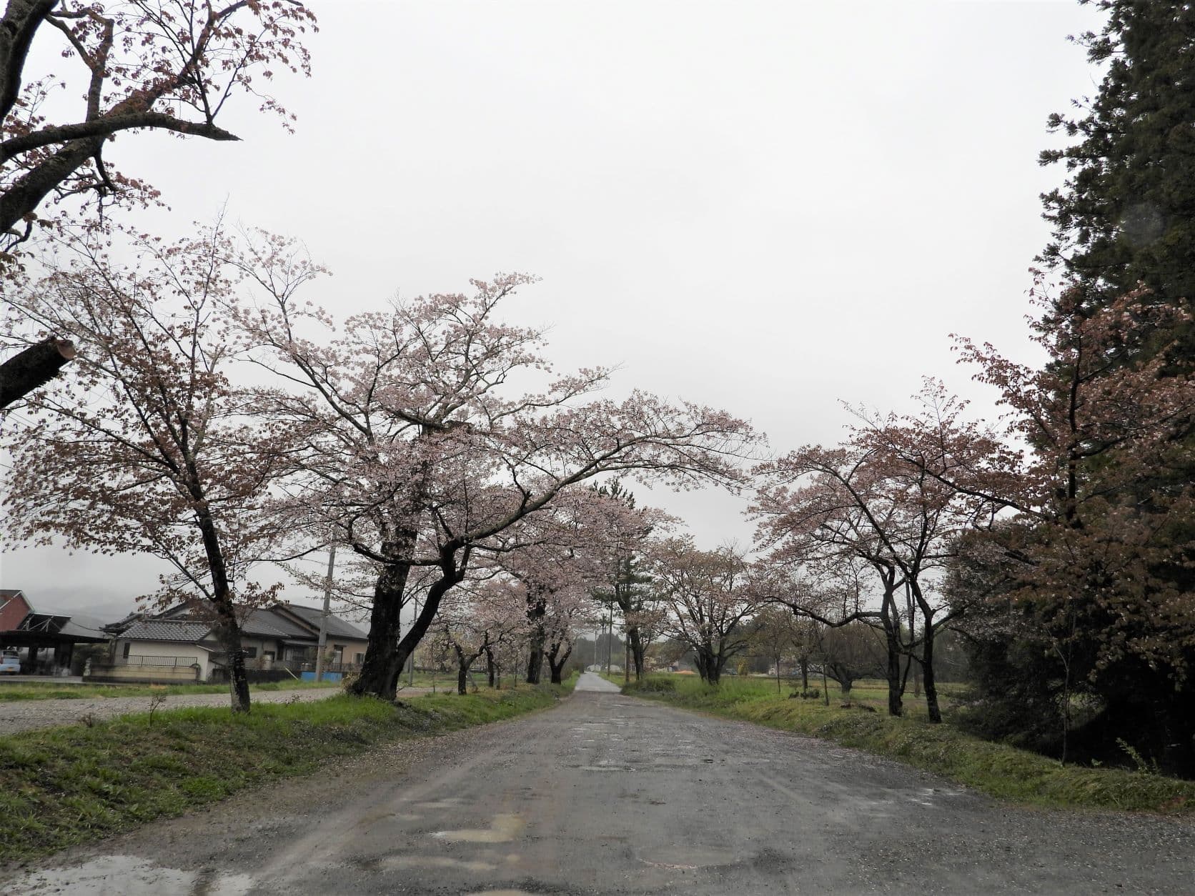 涼ヶ岡八幡神社 桜 開花情報 随身門