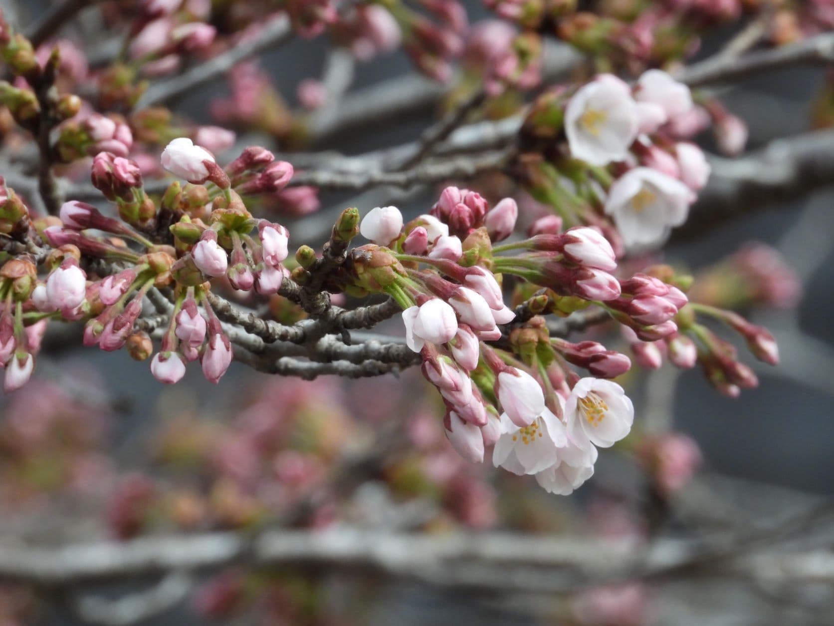 涼ヶ岡八幡神社 桜 開花情報