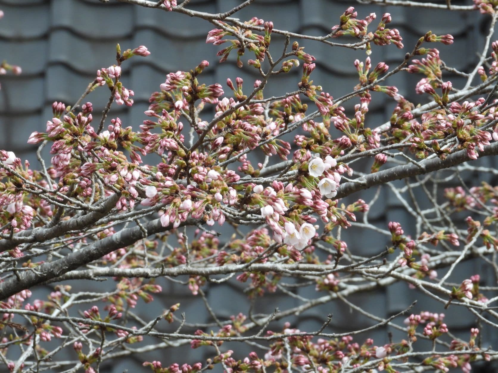 涼ヶ岡八幡神社 随身門 桜