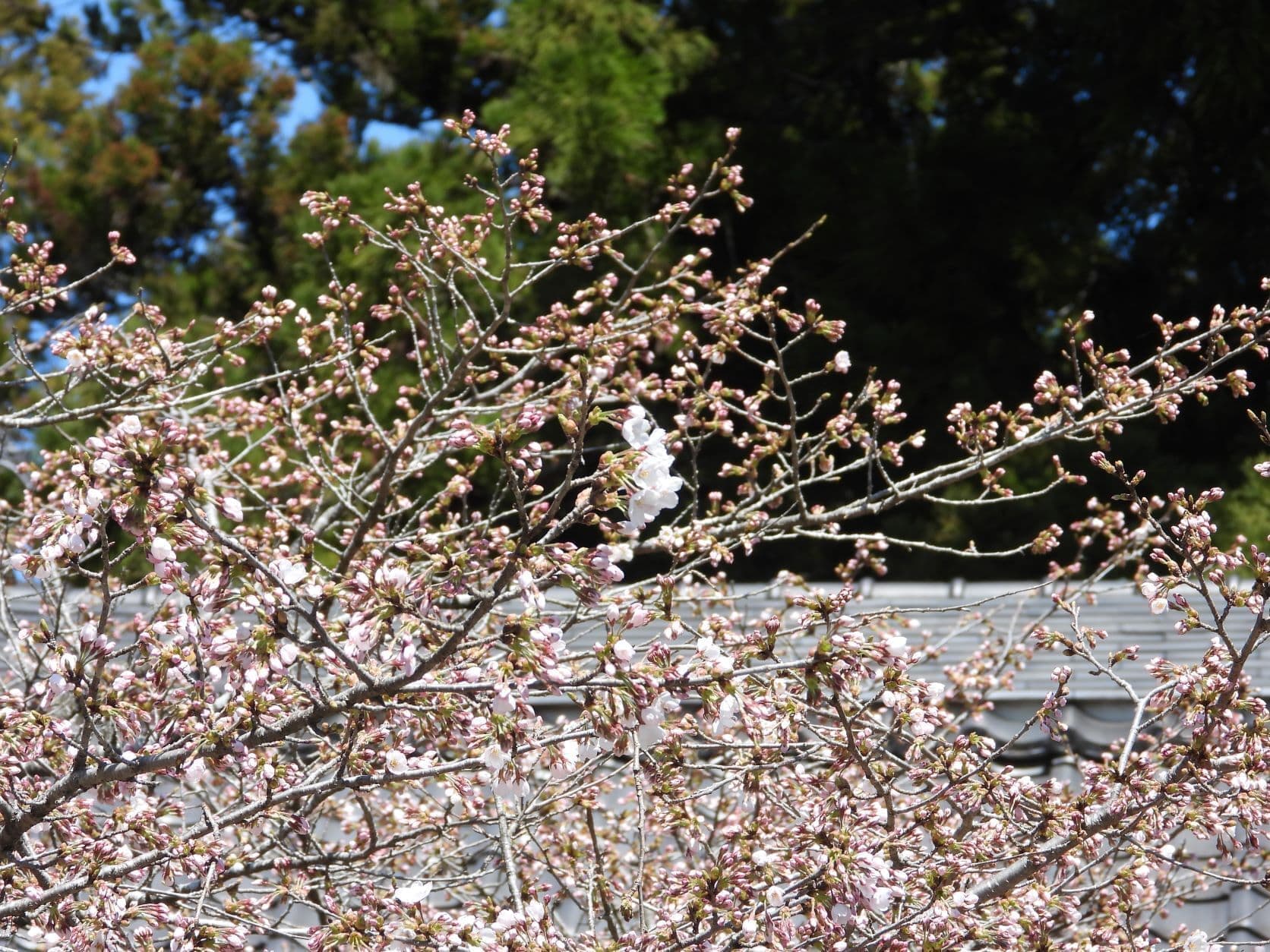 涼ヶ岡八幡神社 随身門 桜