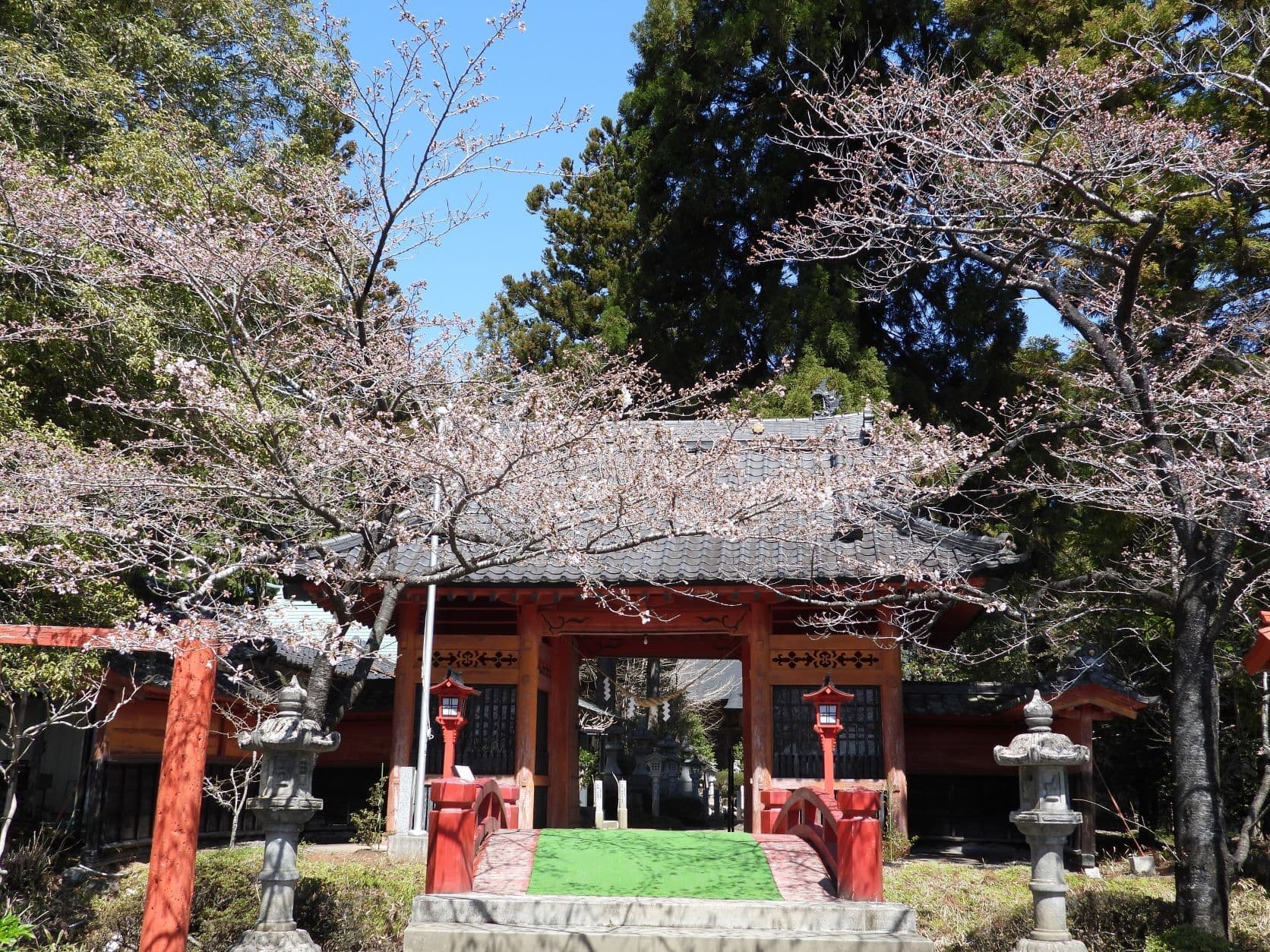 涼ヶ岡八幡神社 桜 開花情報 随身門