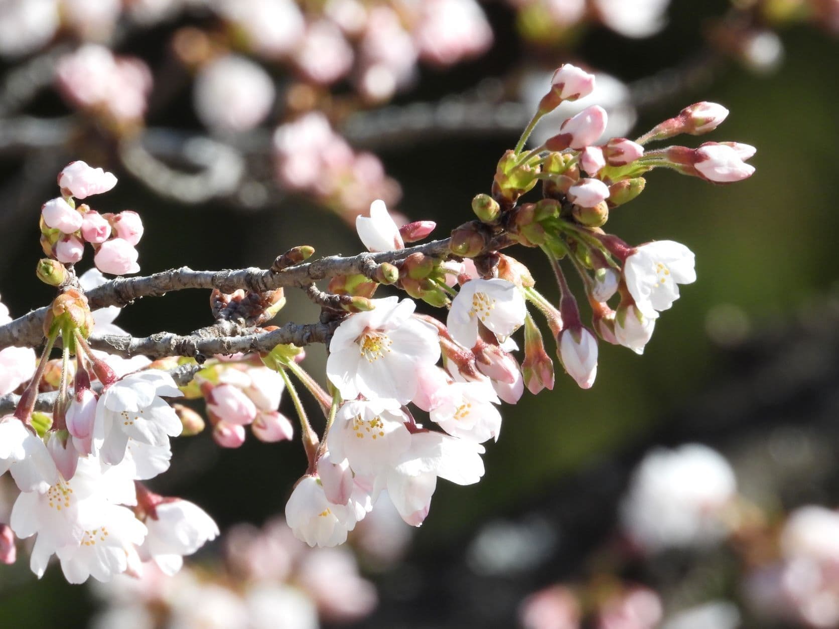 涼ヶ岡八幡神社 桜 開花情報