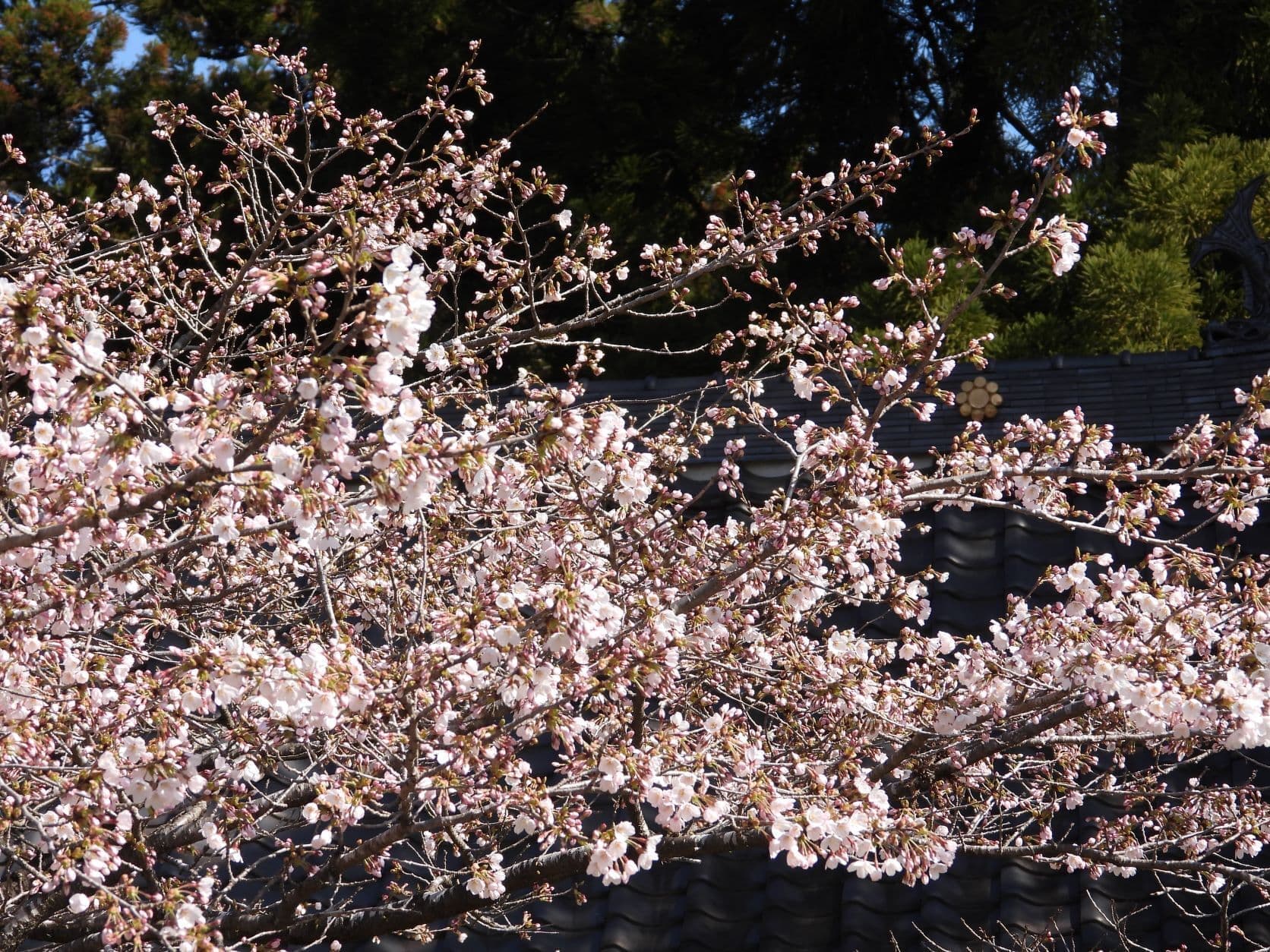 涼ヶ岡八幡神社　随身門　桜