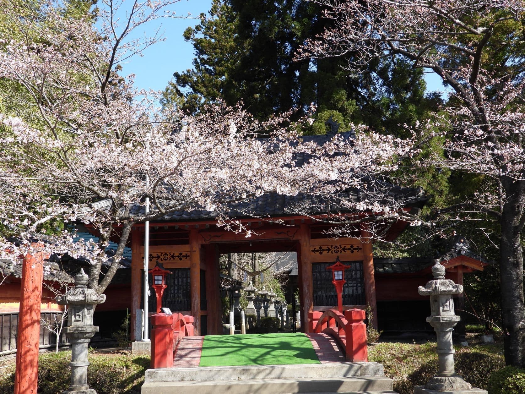 涼ヶ岡八幡神社 桜 開花情報 随身門