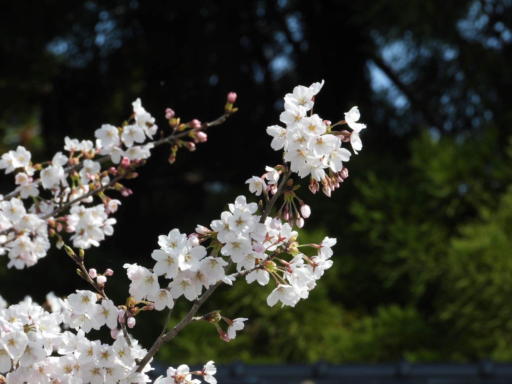 涼ヶ岡八幡神社 桜 開花情報