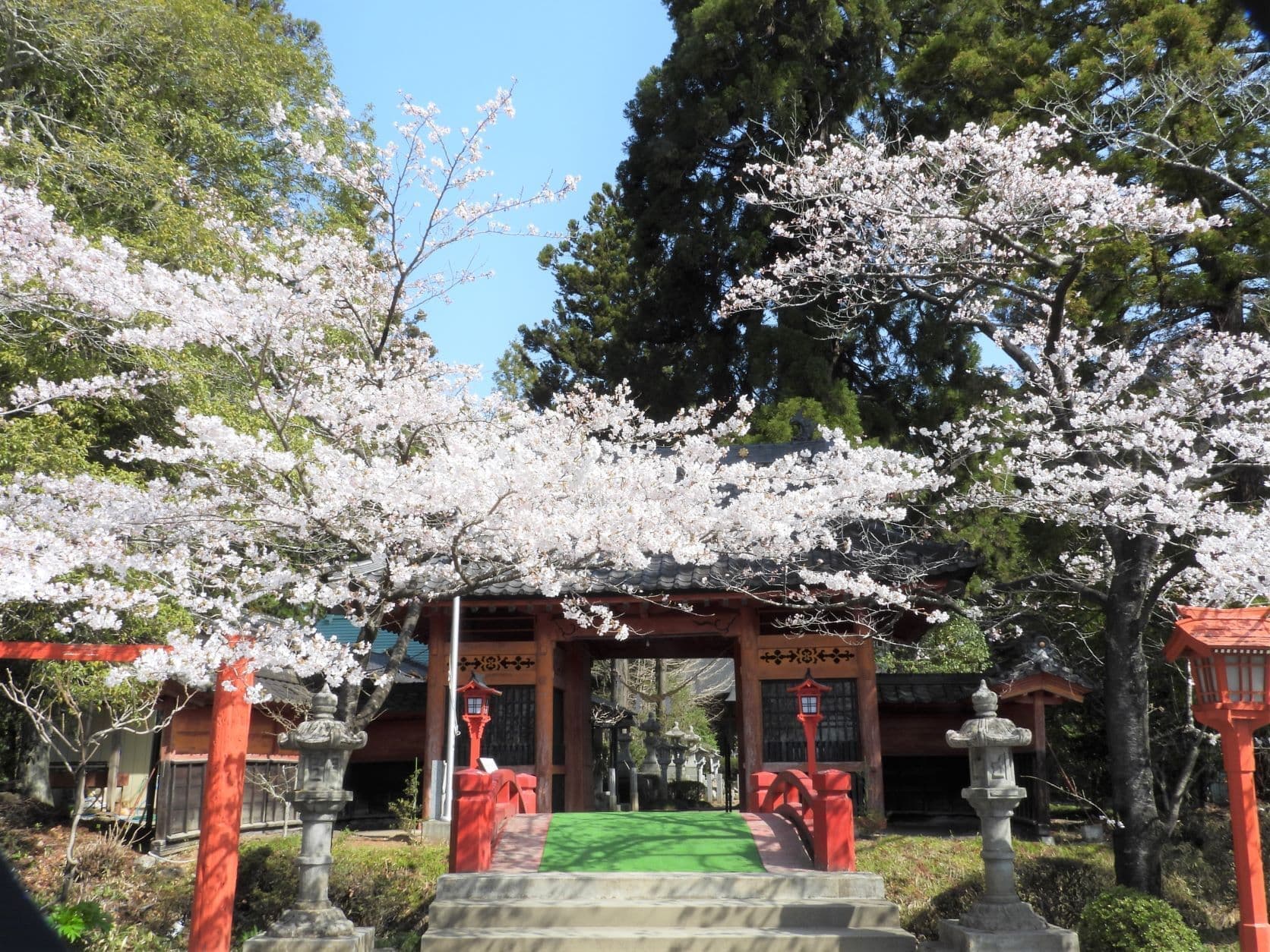涼ヶ岡八幡神社 桜 開花情報 随身門