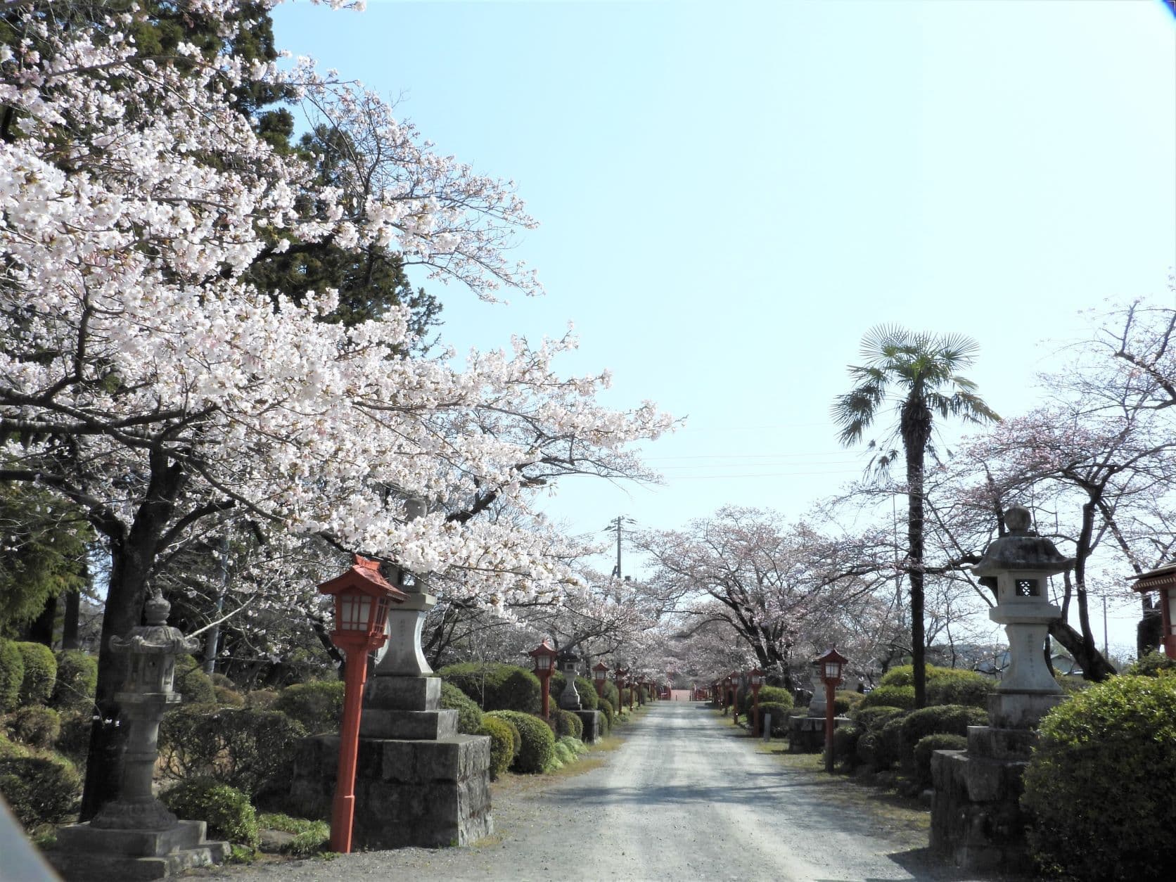 涼ヶ岡八幡神社 参道 桜