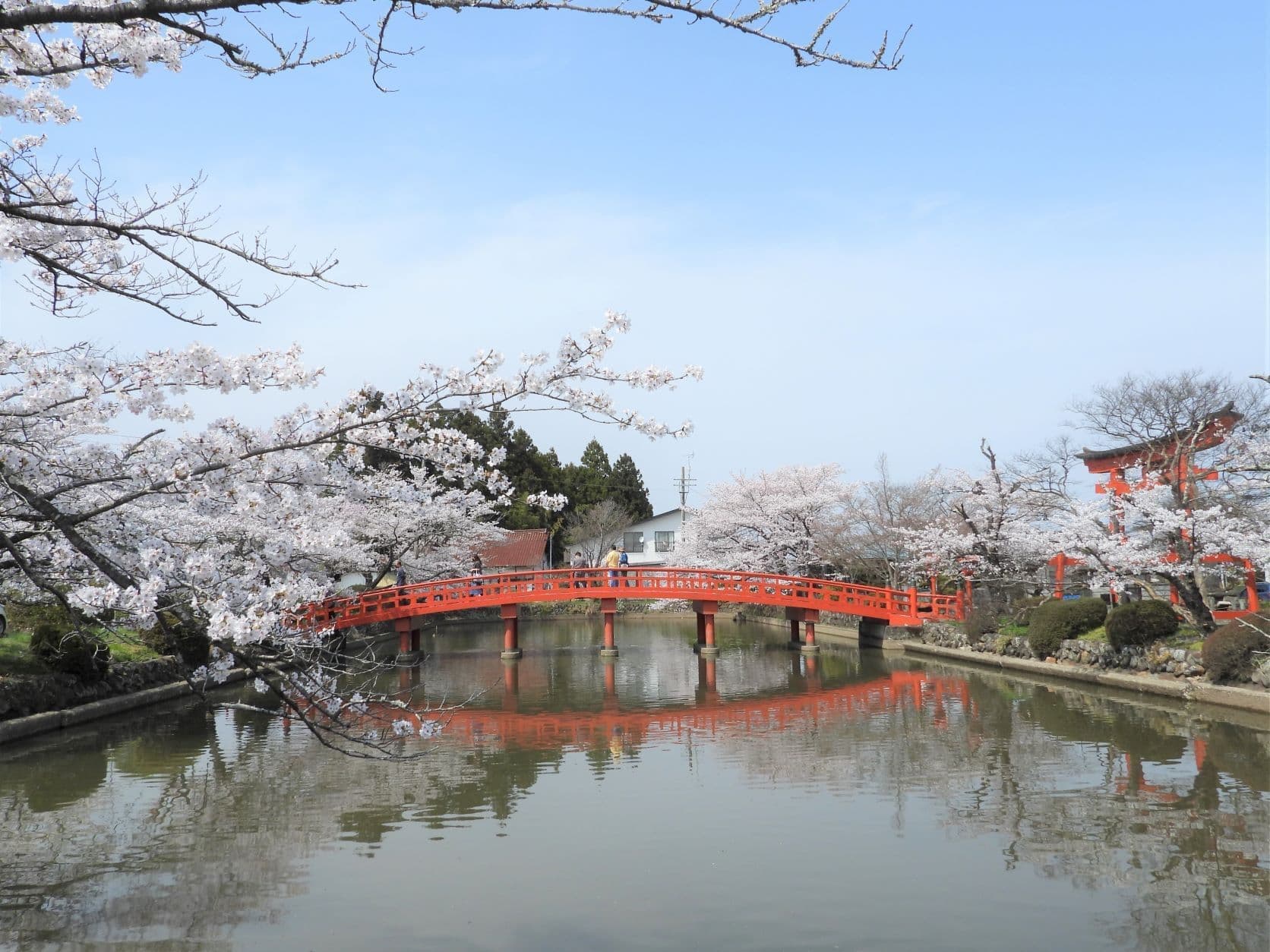 涼ヶ岡八幡神社 桜 開花情報