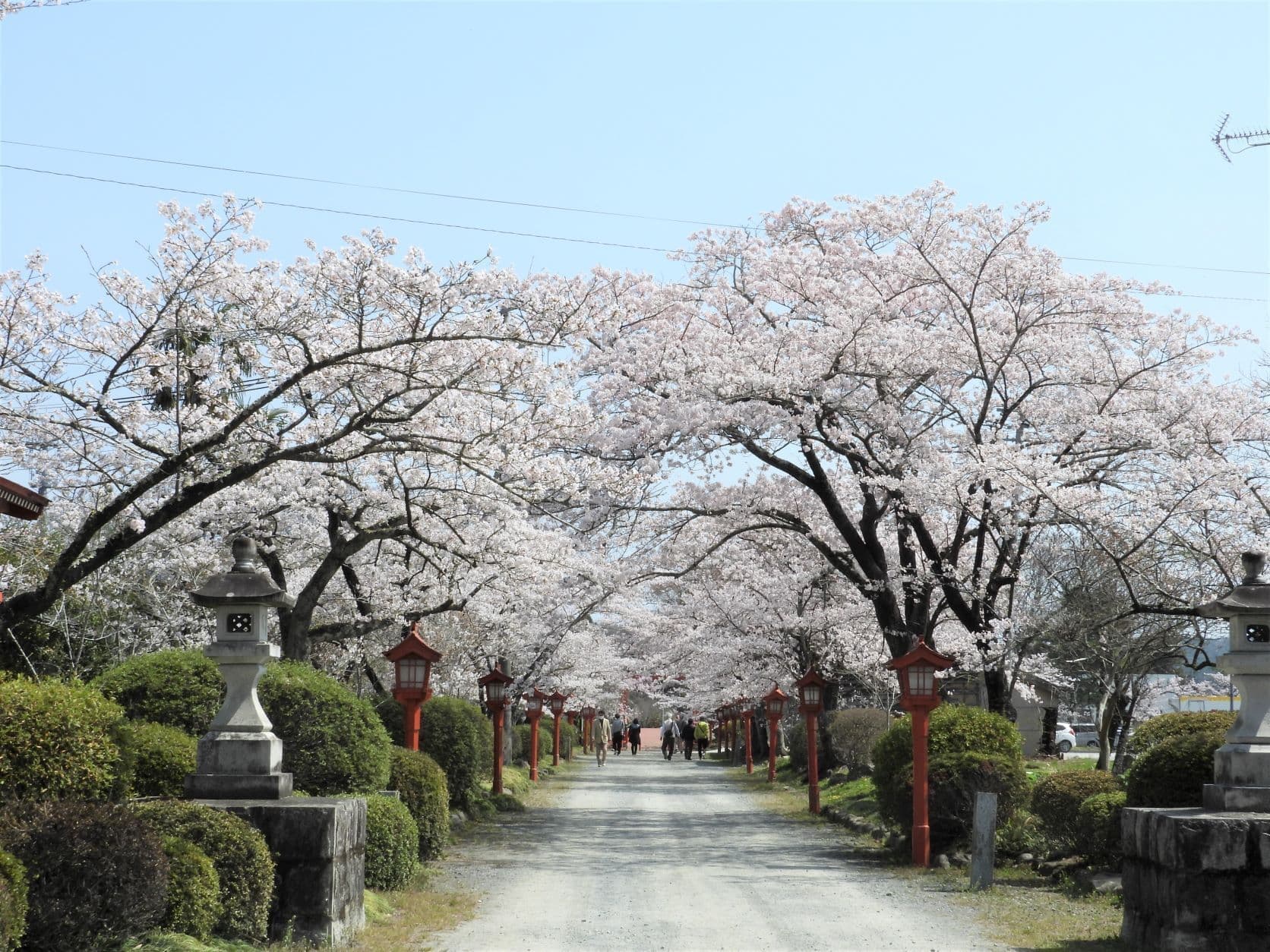涼ヶ岡八幡神社 桜 開花情報 随身門