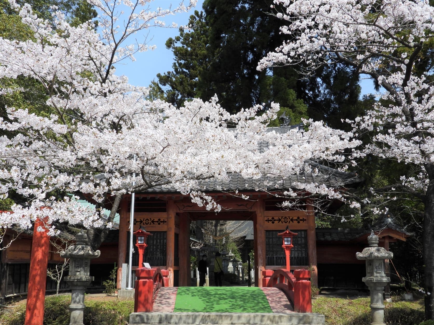 涼ヶ岡八幡神社 参道 桜