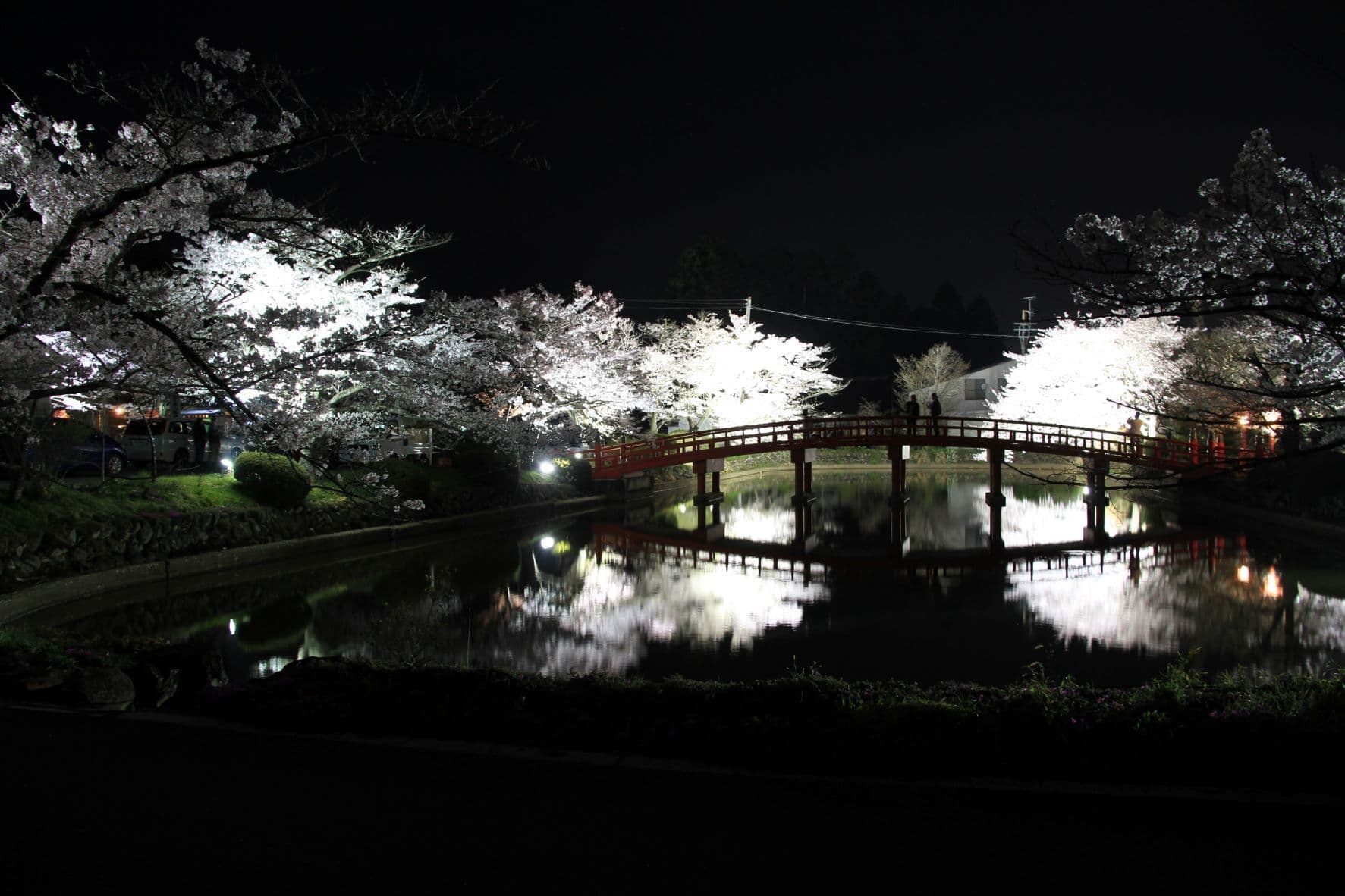 涼ヶ岡八幡神社 桜 開花情報