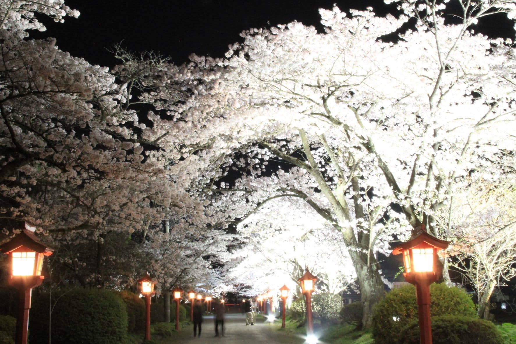 涼ヶ岡八幡神社 桜 開花情報 随身門