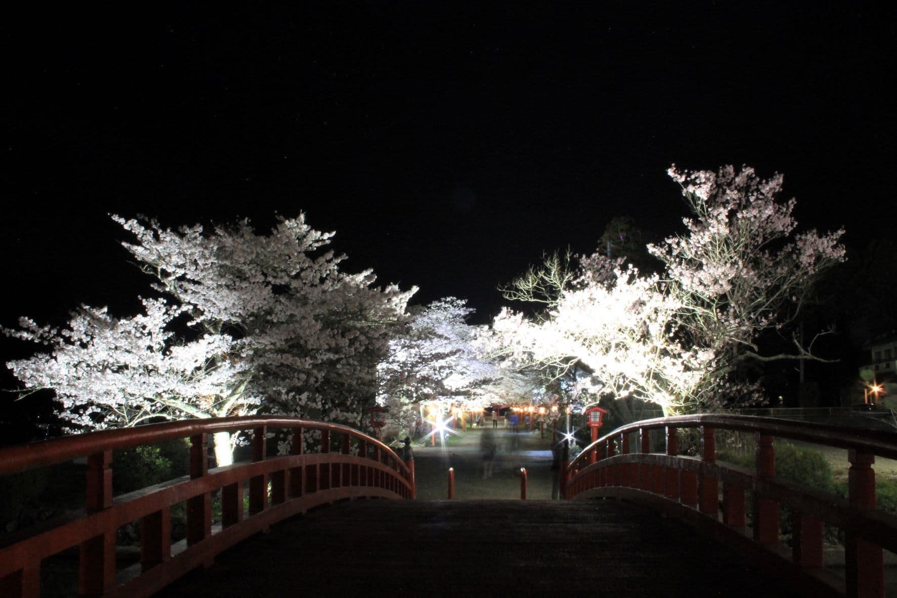 涼ヶ岡八幡神社 参道 桜