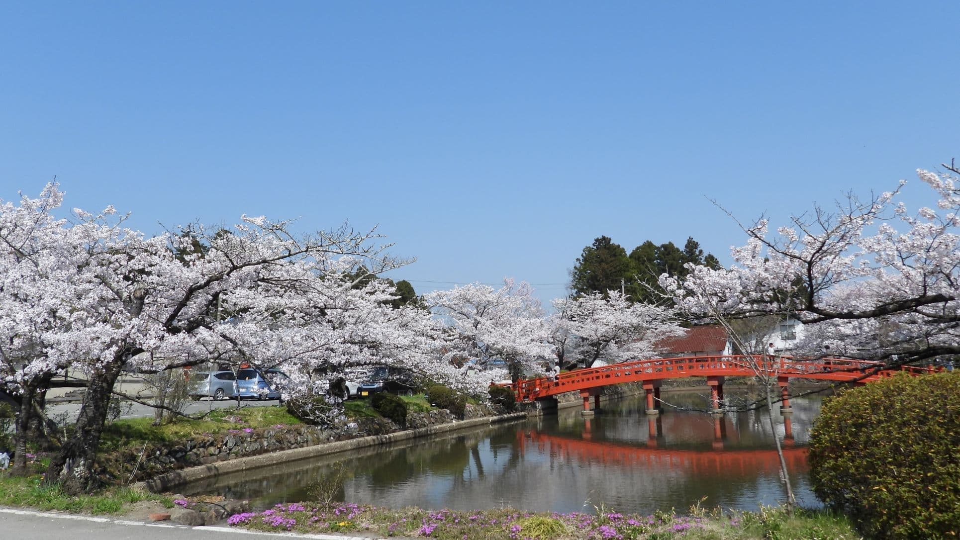 涼ヶ岡八幡神社 桜 開花情報