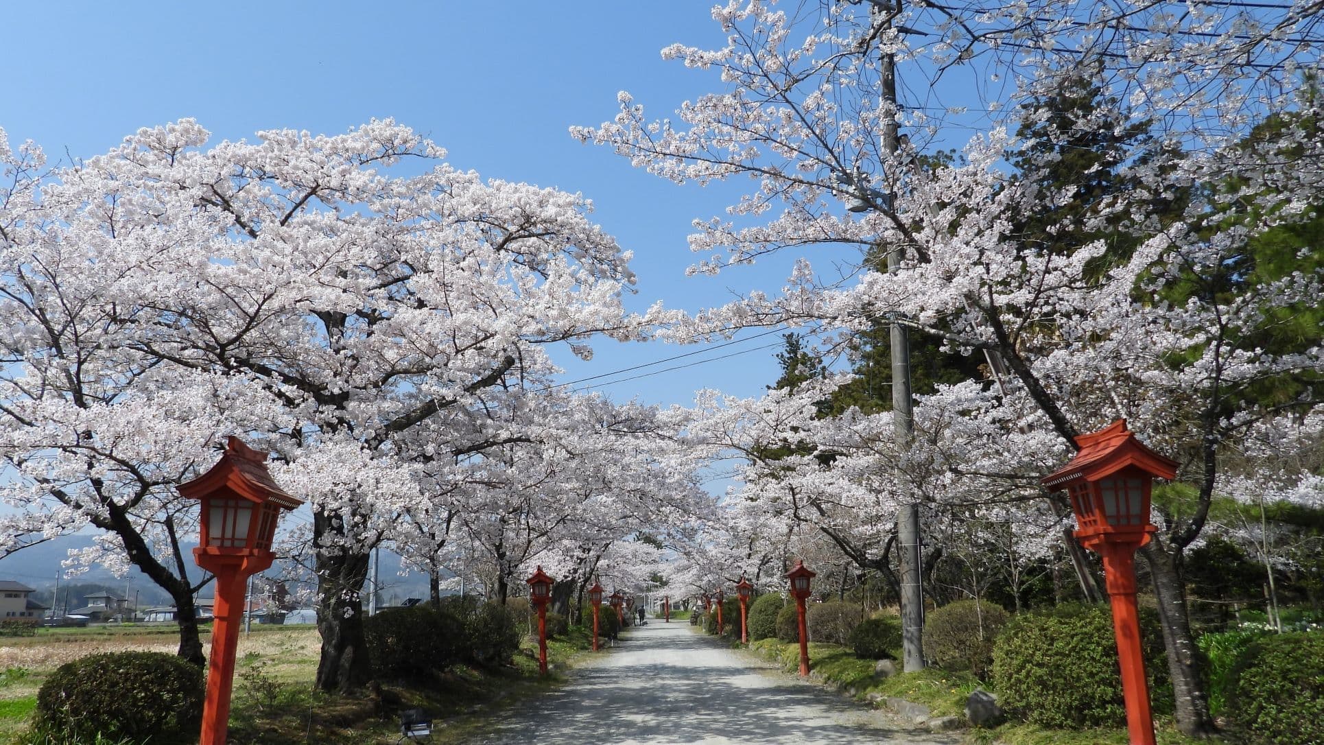 涼ヶ岡八幡神社 桜 開花情報 随身門