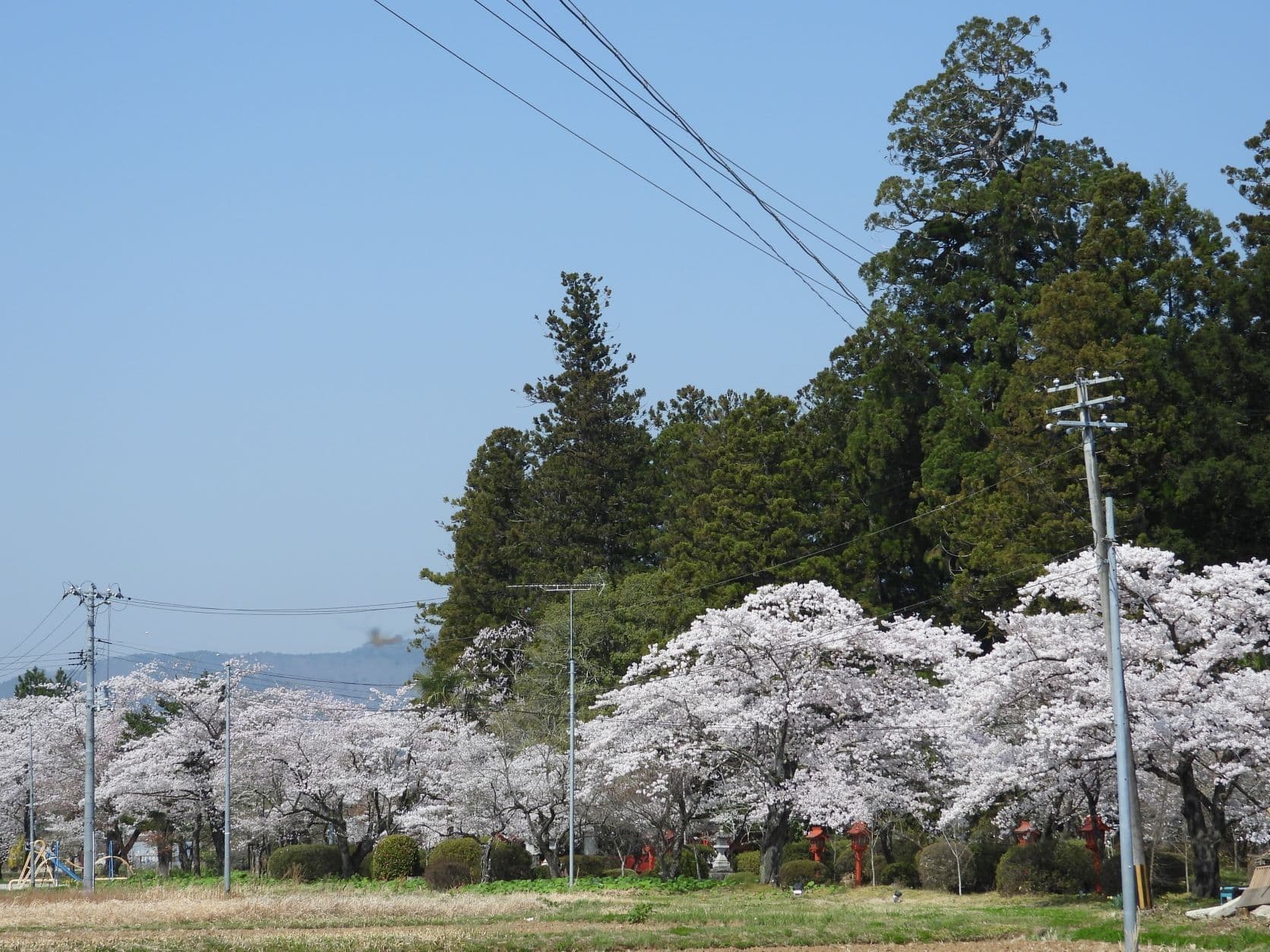 涼ヶ岡八幡神社 参道 桜