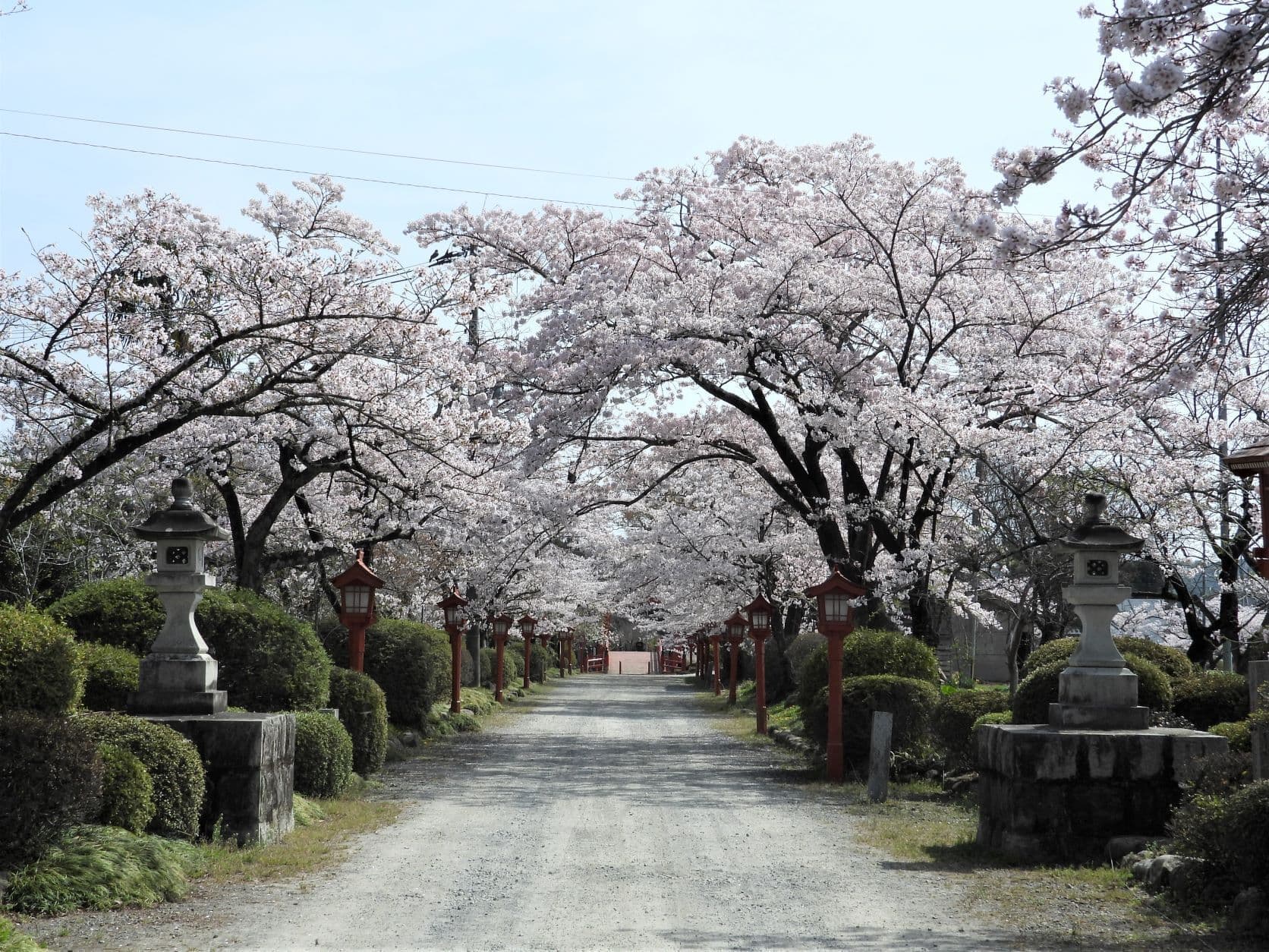 涼ヶ岡八幡神社 桜 開花情報 随身門