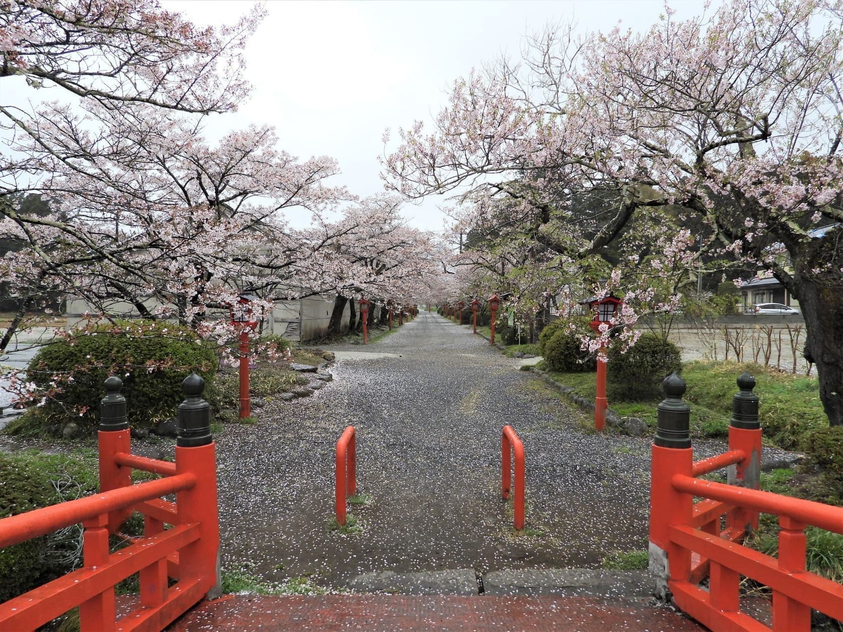 涼ヶ岡八幡神社 桜 開花情報 随身門