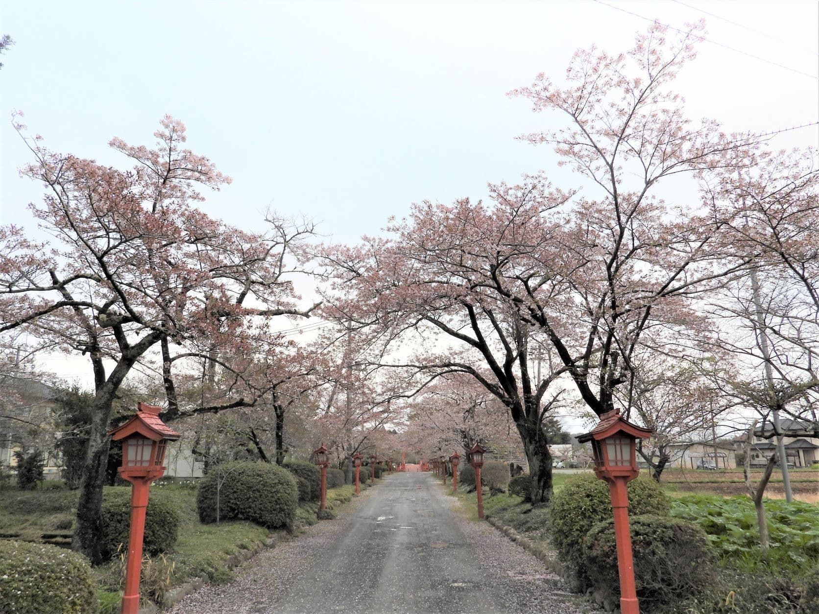 涼ヶ岡八幡神社 桜 開花情報