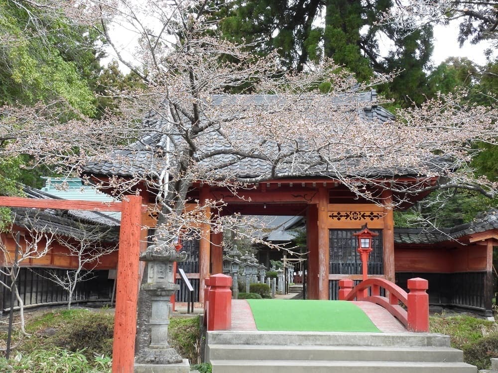 涼ヶ岡八幡神社 桜 開花情報