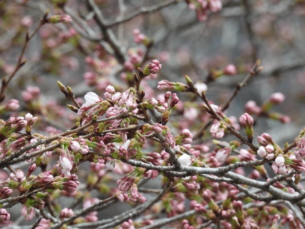 涼ヶ岡八幡神社 桜開花情報