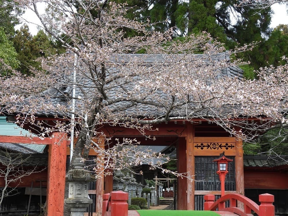 涼ヶ岡八幡神社 桜 開花情報