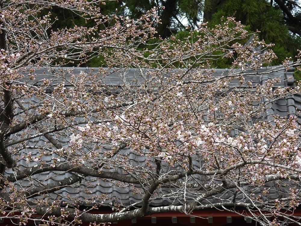涼ヶ岡八幡神社 桜開花情報