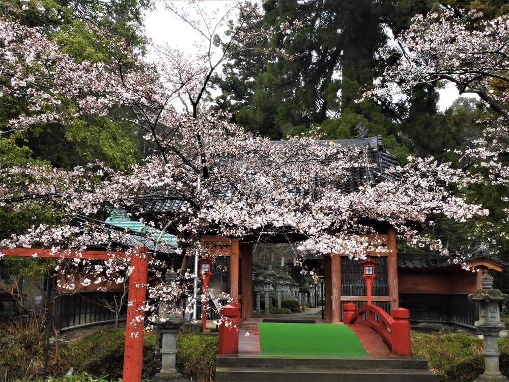 涼ヶ岡八幡神社 桜 開花情報