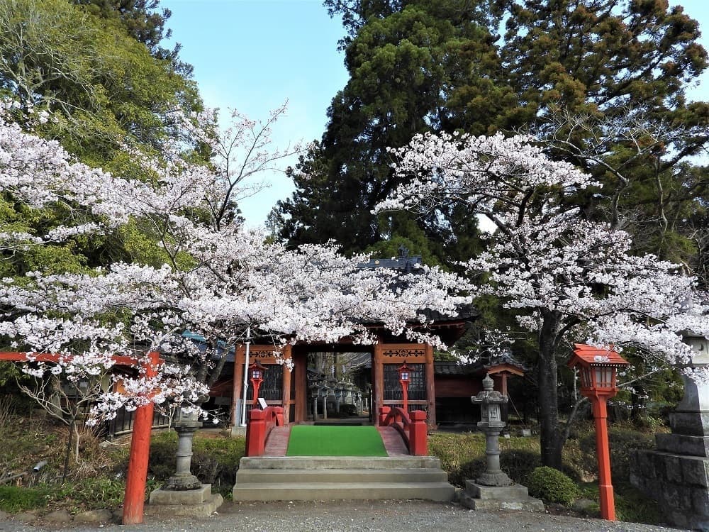 涼ヶ岡八幡神社 桜 開花情報