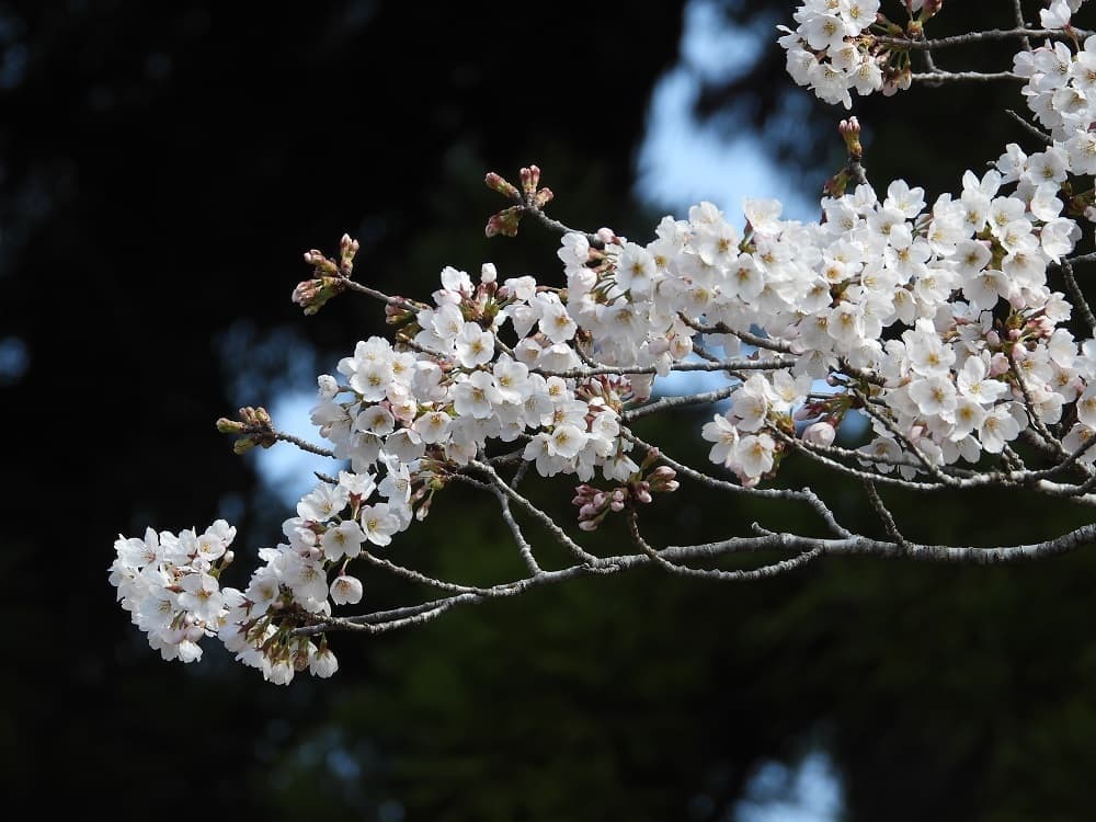 涼ヶ岡八幡神社 桜開花情報