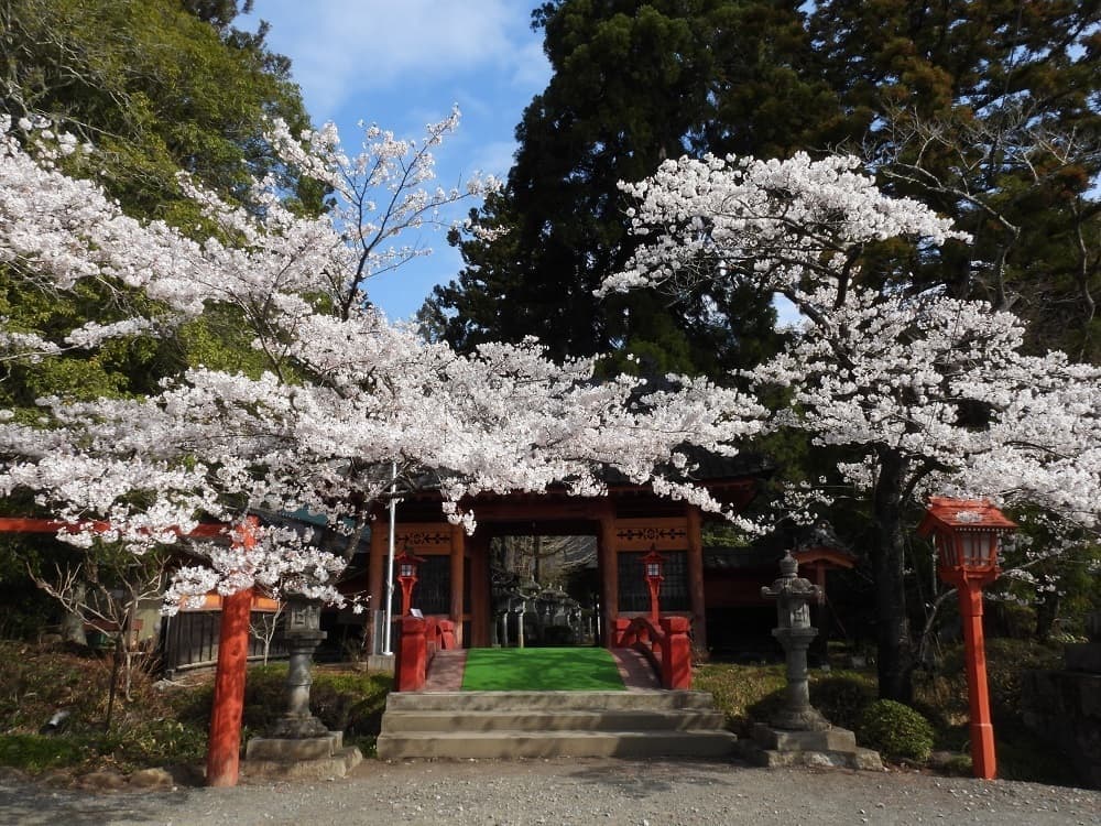 涼ヶ岡八幡神社 桜 開花情報