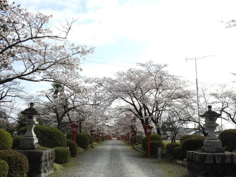 涼ヶ岡八幡神社 桜開花情報